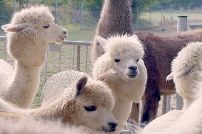 Alpaca and llama hike Moedling near Vienna - What Really Makes This Alpaca and Llama Hike in Mödling Worth It