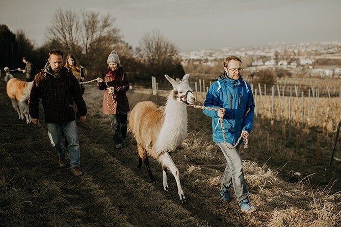 Alpaca and llama hike Moedling near Vienna - Key Highlights at a Glance