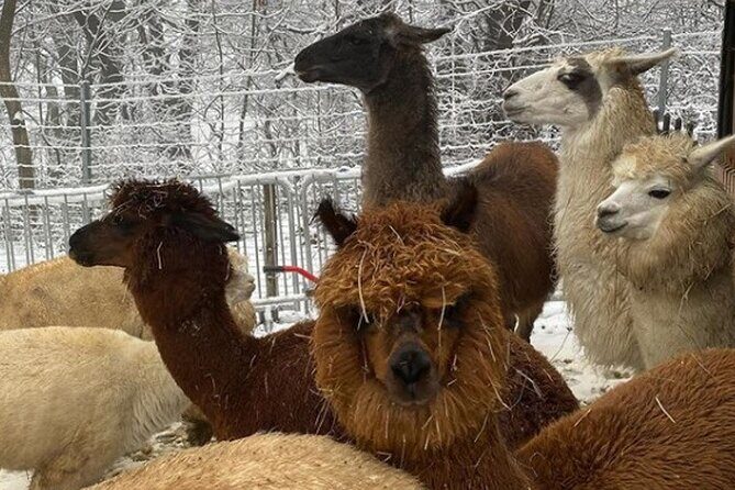 Alpaca and llama hike Moedling near Vienna - The Hike Toward Eichkogel: Pace, Views, and When to Pay Attention
