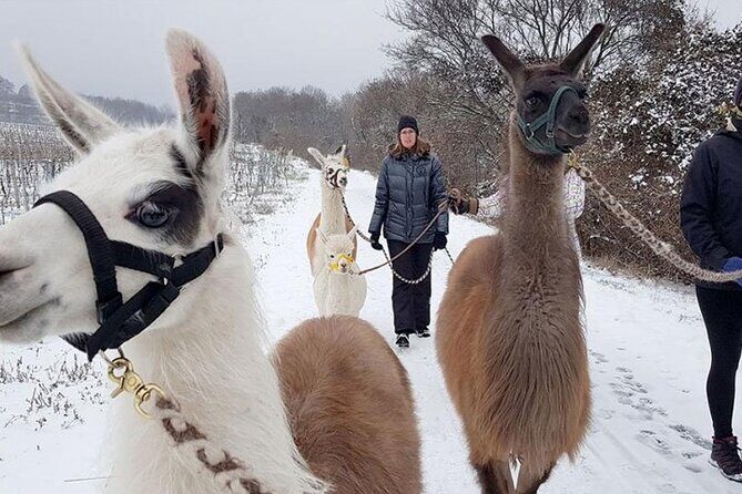 Alpaca and llama hike Moedling near Vienna - Group Size: Why a Max of 11 People Helps