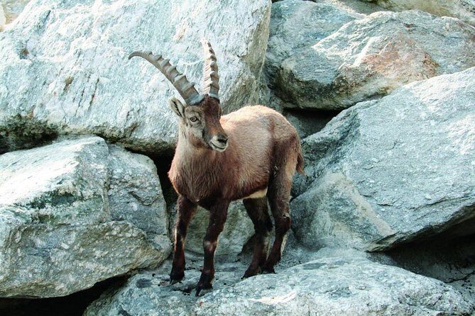 Alpine Zoo Innsbruck and Hungerburg Funicular Combo Ticket - Key things to know before you go