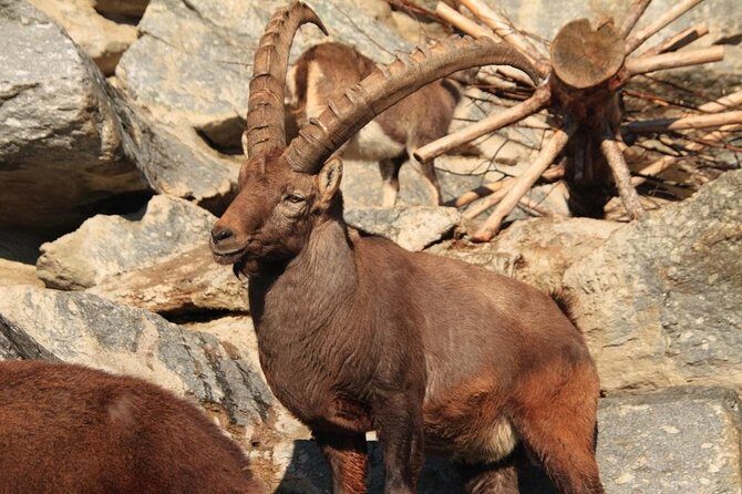 Alpine Zoo Innsbruck and Hungerburg Funicular Combo Ticket - Price and logistics: when the combo ticket actually saves you time
