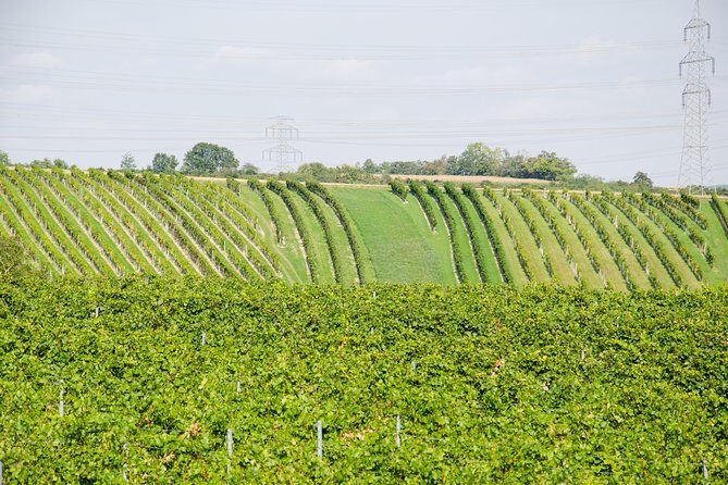 Countryside Half Day Wine Tour near Vienna - Should You Book This Half-Day Wine Tour Near Vienna?