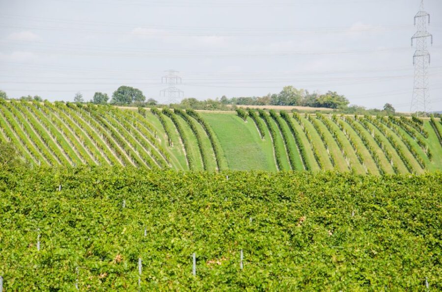 From Vienna: Half-day Countryside Wine Tour with Meal - Your Host and Group Size: When the Tour Feels Personal