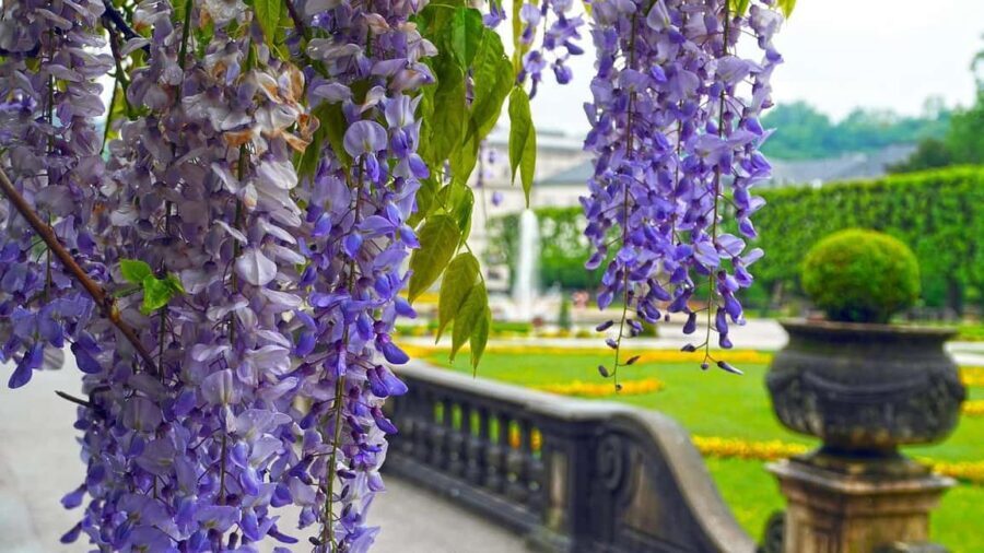 From Vienna: Melk Abbey to Salzburg - Baroque Gems - Key tour highlights worth your attention