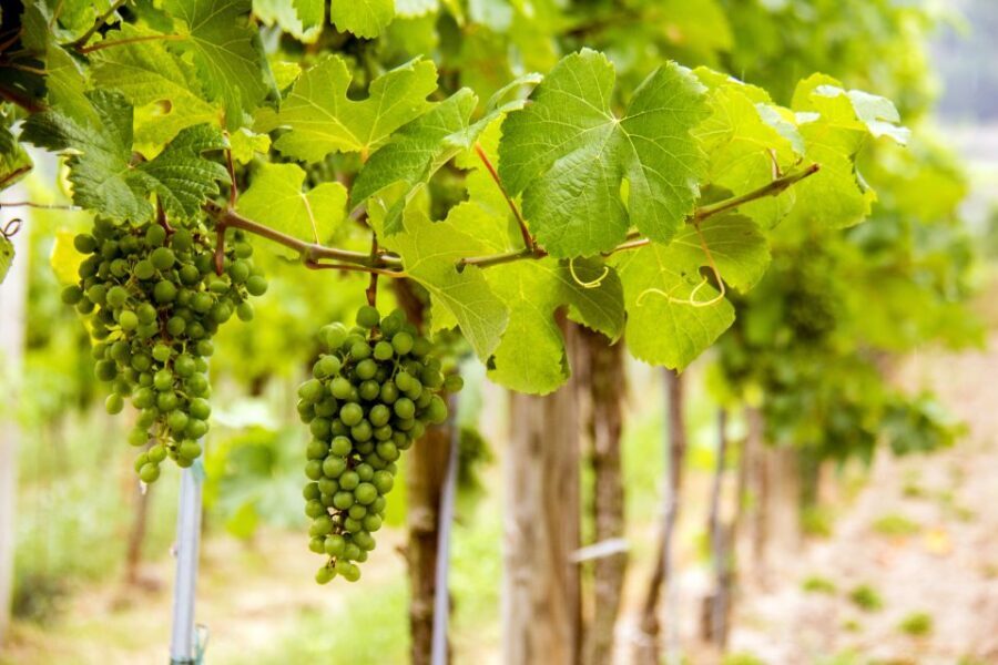 Grape Grazing: Wachau Valley Winery Biking Tour - Weißenkirchen and the Danube Ferry: Where the Route Changes Tone