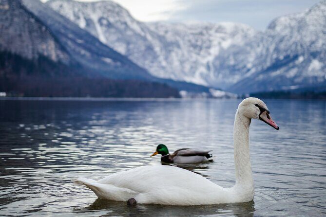 Magical Hallstatt Day Trip from Vienna - Price and value: what $203 buys in a long travel day