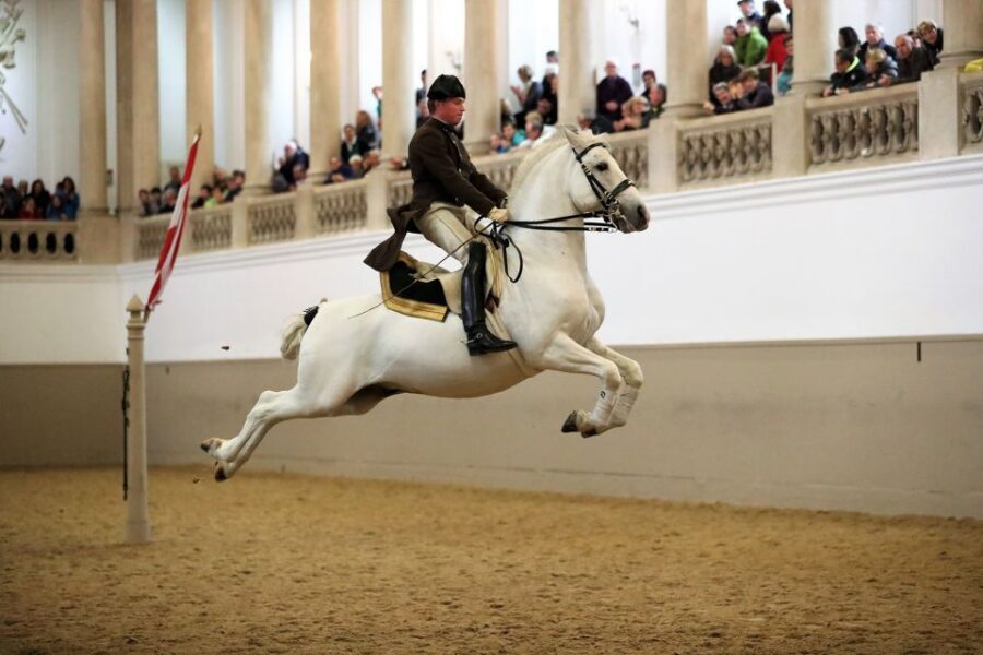 Performance Of The Lipizzans At Spanish Riding School - Key Points You Should Know Before You Go