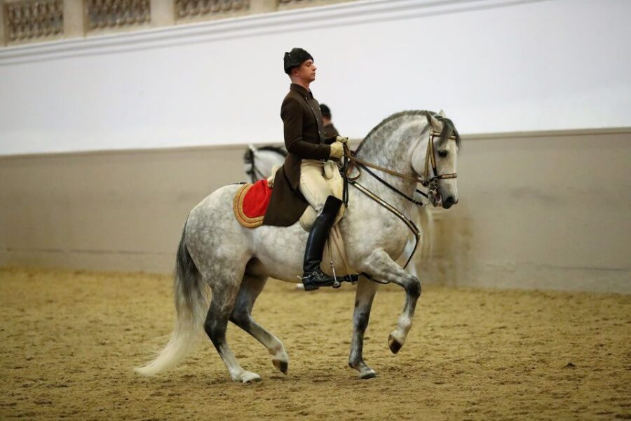Performance Of The Lipizzans At Spanish Riding School - Why the Lipizzans at the Spanish Riding School Feel Different Than a Regular Show