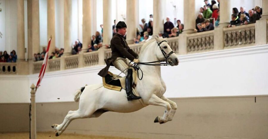 Performance Of The Lipizzans At Spanish Riding School - What You Actually See: Lipizzans, Rider Training, and Signature Exercises