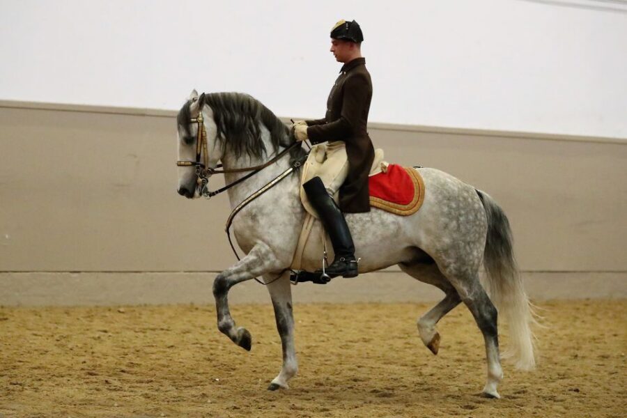 Performance Of The Lipizzans At Spanish Riding School - Meeting Point and Redeeming Your Voucher Without Losing Time