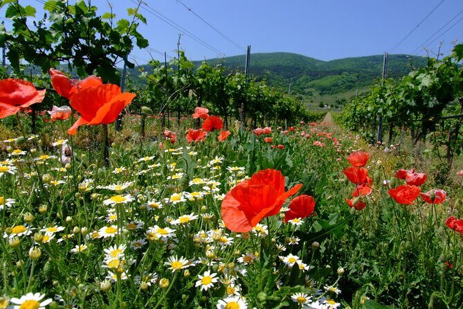 Private Vienna Woods Wine Tour - Key Takeaways Before You Go