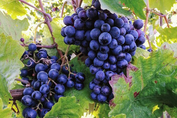 Private Vienna Woods Wine Tour - What You Actually Get Included (and What You Don’t)