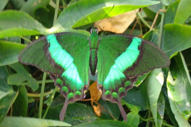 Schmetterlinghaus - Imperial Butterfly House Vienna Admission Ticket - Key Points Before You Go