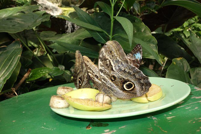 Schmetterlinghaus - Imperial Butterfly House Vienna Admission Ticket - Crowds, Heat, and the Small-Path Reality
