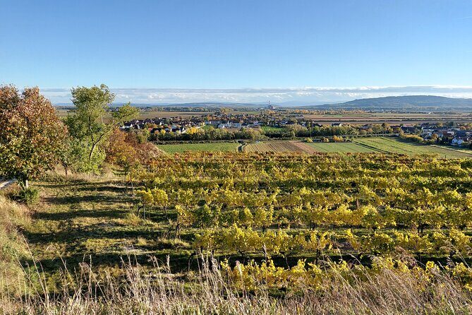 Taste and Tour Small Organic Wineries with a Winemaker - Vineyard and cellar time: how the tastings become learning