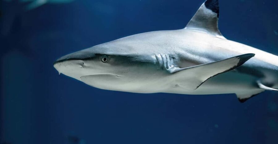 Vienna: Haus des Meeres Entry Ticket - Walking the Atlantic: sharks, rays, and turtles in motion