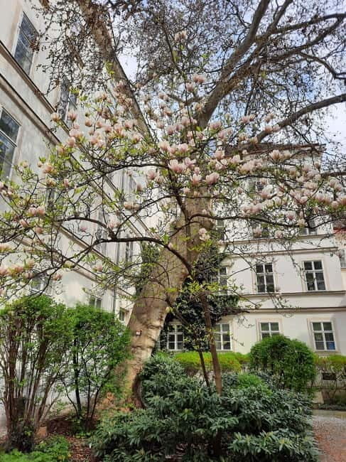Vienna: Hidden courtyards Guided walking tour - Should You Book the Vienna Hidden Courtyards Walking Tour?