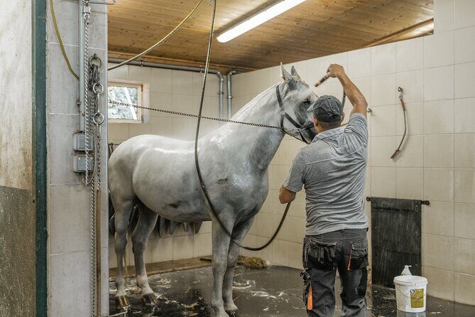 Vienna Horse-drawn Carriage Guided Tour - Fiaker Stables First: Why This Tour Feels More Like Real Vienna