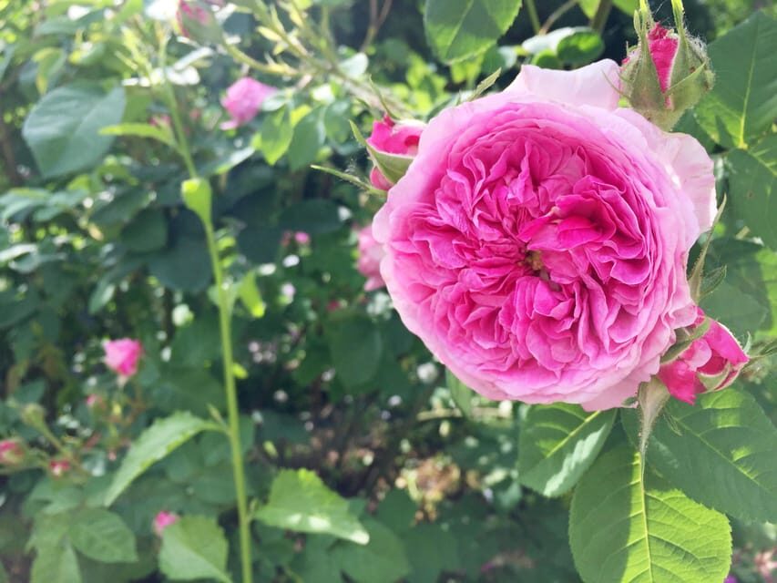 Vienna: Klimt Villa (Gustav Klimt Atelier & Museum) Ticket - Garden Café for coffee and cake: the perfect break when it’s open