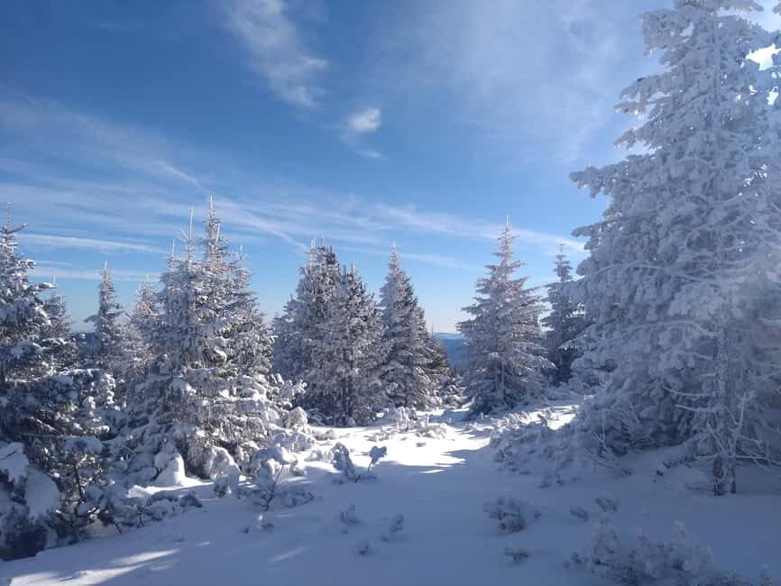Vienna: Relaxed Alpine Snowshoe Experience Guide & Transfer - Cable car up to the snow: where the day really starts