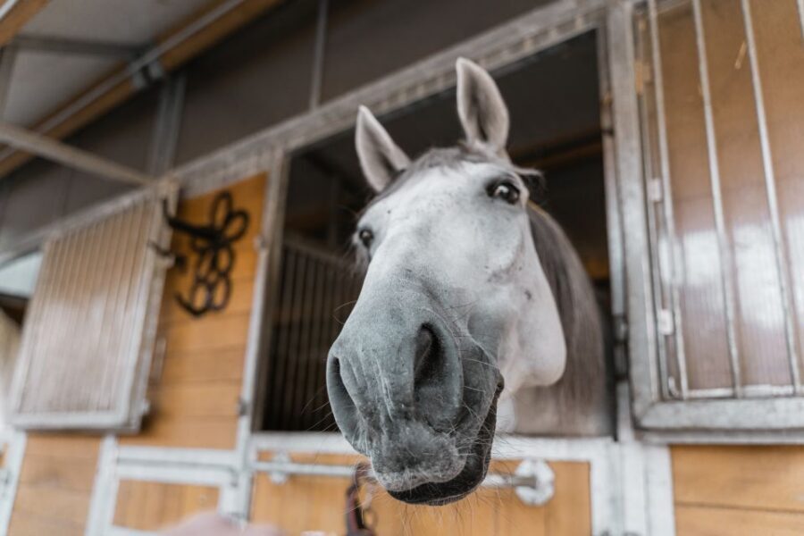 Vienna: Secrets of the Fiaker & Horse-Drawn Carriage Ride - The Hitching-and-Ready Phase: Watching Work, Not a Staged Photo
