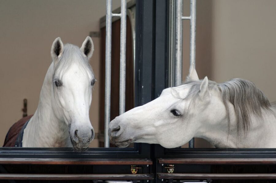 Vienna Spanish Riding School Guided Tour - Key highlights worth planning around