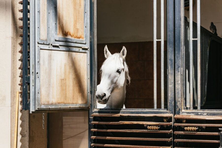 Vienna Spanish Riding School Guided Tour - Summer Riding School: See the Oval Walker and How Work Continues