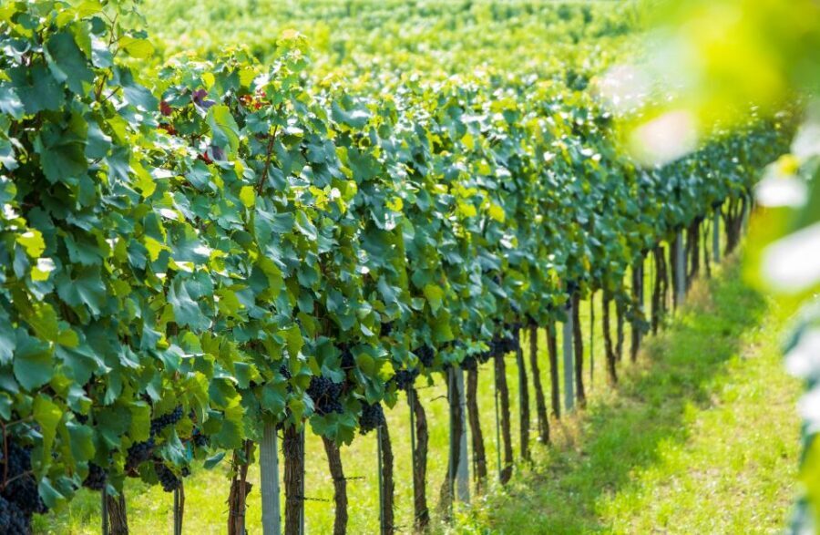 Vienna: Wachau Valley Private Kayak and Wine Tour - Lunch on the River Route and the Vineyard-Patch Scenery