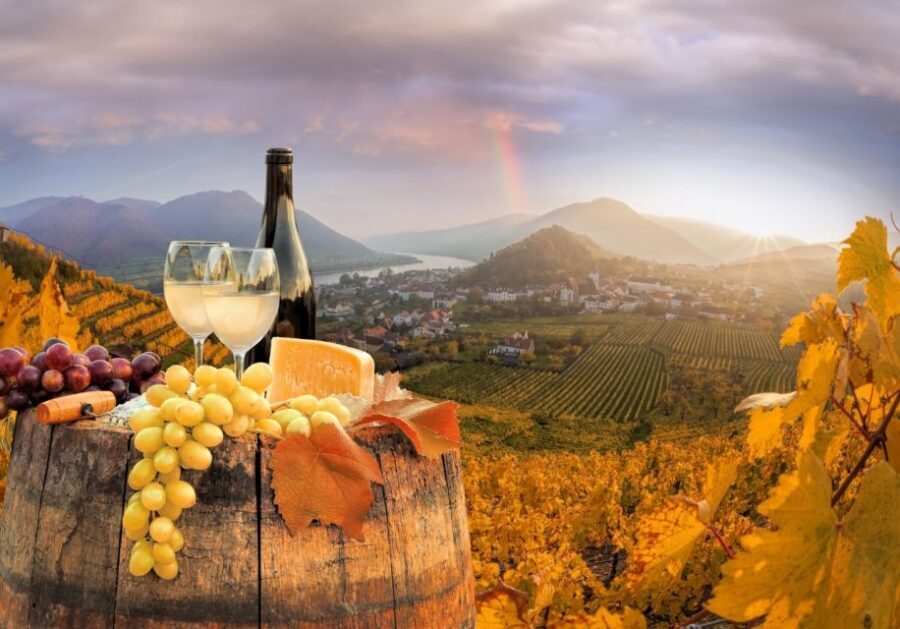 Vienna: Winery and Wine Tasting Tour with a Wine Expert - The 3-hour tasting menu: five wines, appetizers, and a real Old Town walk