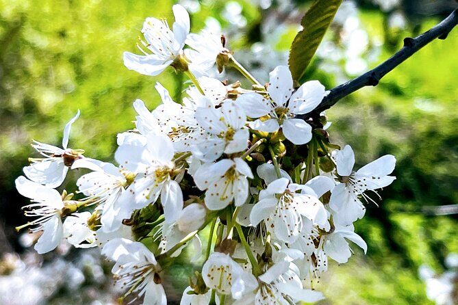 Wachau World Heritage Hike - The Spitz hike itself: vineyards, stone oaks, pine, and Danube views